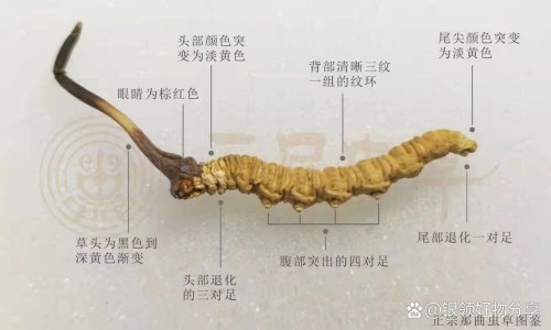 圣元罗红霉素软胶囊网1罗红霉素胶囊知识网站,分享圣迪罗红霉素胶囊一次吃几粒大全